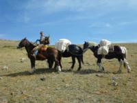 Wyoming Bighorn Sheep | Area 5 & 10