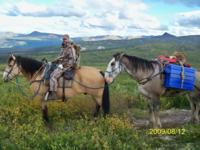 Yukon Stone Sheep