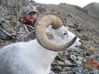 Yukon Stone Sheep