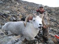 Yukon Stone Sheep