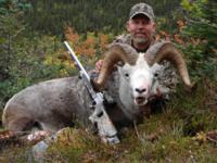 Yukon Stone Sheep