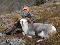 Yukon Stone Sheep