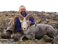 Yukon Stone Sheep