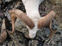 Yukon Stone Sheep