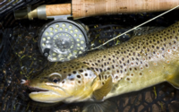 CO Merriam's and Fly Fishing