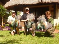 Ocellated Wild Turkey | Yucatan Mexico