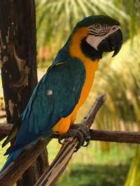 Ocellated Wild Turkey | Yucatan Mexico