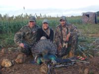 Ocellated Wild Turkey | Yucatan Mexico