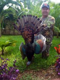 Ocellated Wild Turkey | Yucatan Mexico