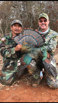 Ocellated Wild Turkey | Yucatan Mexico