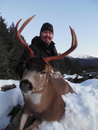 Alaskan Sitka Blacktail Deer