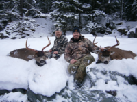 Alaskan Sitka Blacktail Deer