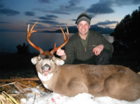 Alaskan Sitka Blacktail Deer