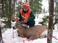 Maine Whitetails