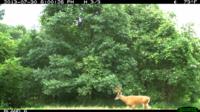 Illinois Whitetails | Calhoun County