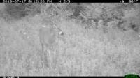 Illinois Whitetails | Calhoun County