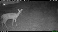 Illinois Whitetails | Calhoun County