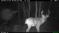 Illinois Whitetails | Calhoun County