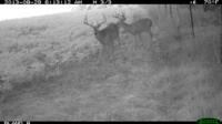 Illinois Whitetails | Calhoun County