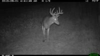 Illinois Whitetails | Calhoun County