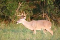 South Texas Whitetails