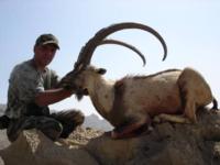 Pakistan | Blanford Urial & Sind Ibex