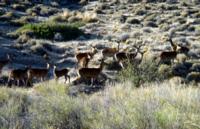 Patagonia Red Stag | Junin Argentina