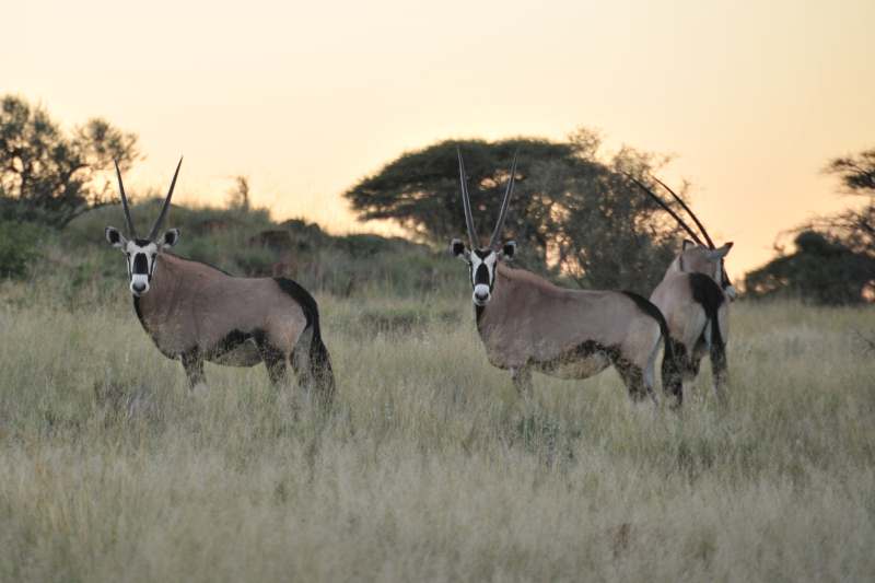 Thuru South African Safari