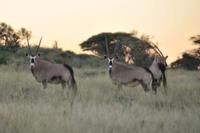 Thuru South African Safari