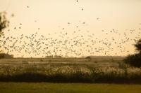 Argentina Dove