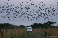 Argentina Dove