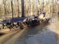 Arkansas Ducks