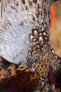 Colorado Pheasants & Quail