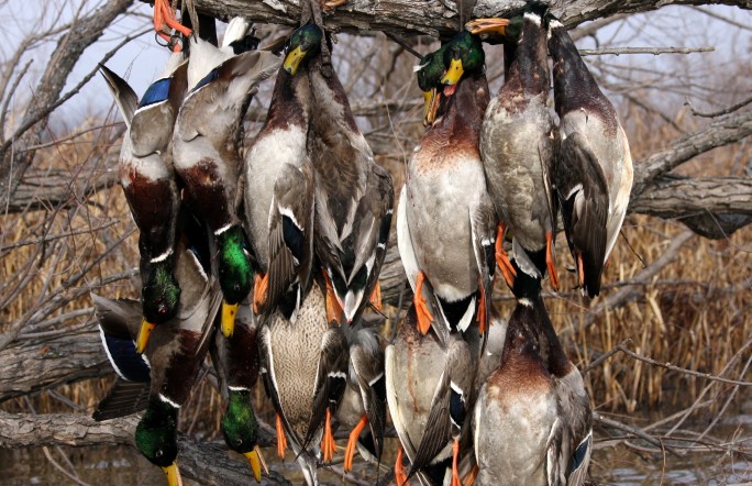 Missouri Ducks