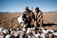 Old Mexico Waterfowl