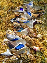 Saskatchewan High Volume Wingshooting | Ducks, Cranes, Geese, & Snows