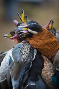 Uruguay Mixed Bag | Ducks, Doves, & Perdiz | Option #1